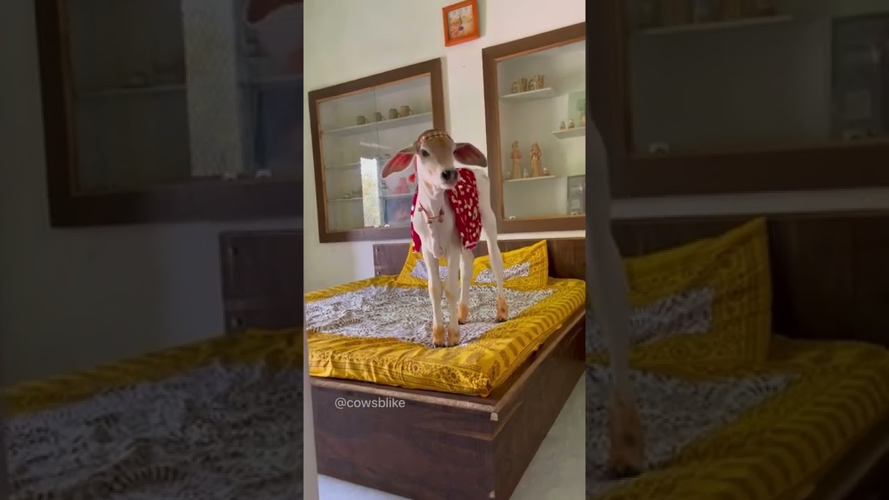 प्यारी Prabha🤗 का सूर्य पूजन🌞❤️ | 