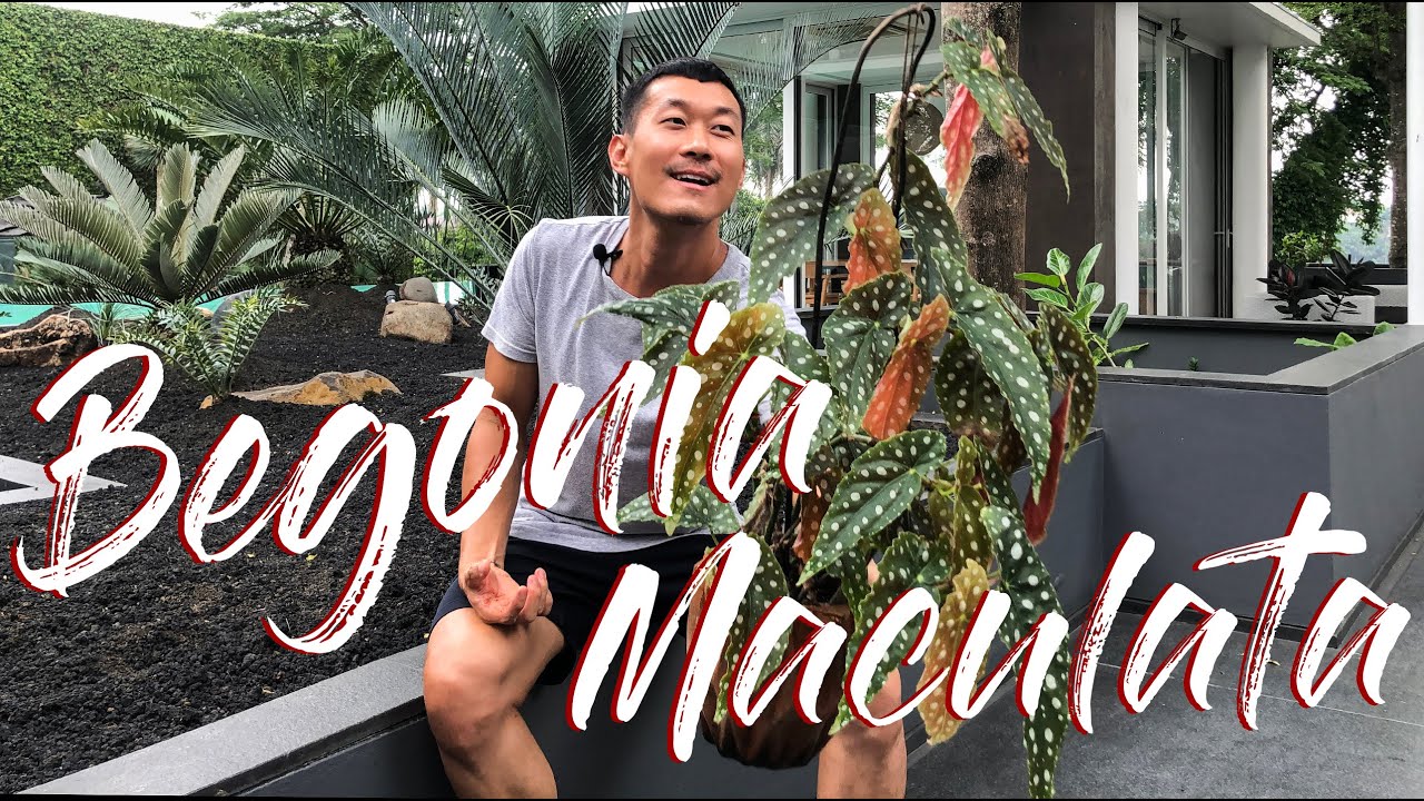 Begonia Maculata care and propagation in water and soil (with updates!)