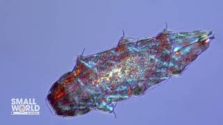 A Tardigrade With Visible Muscle Fibers | 2023 Nikon Small World