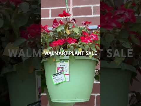 WALMART PLANT SALE