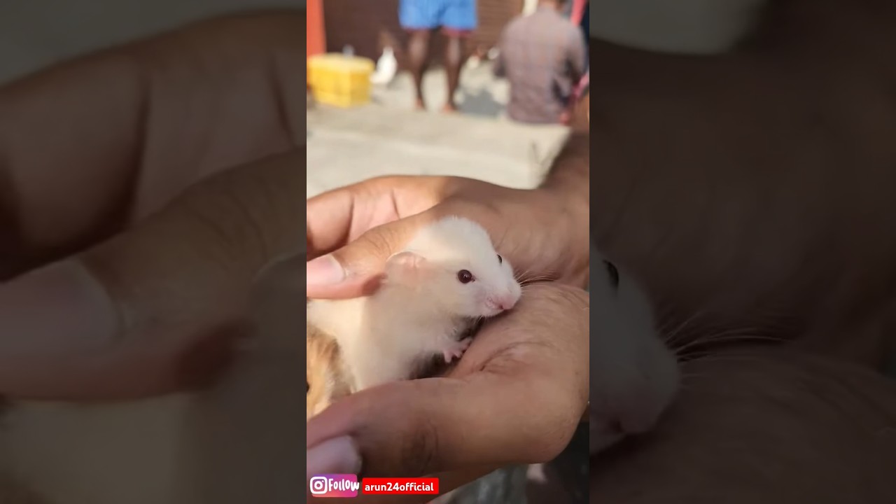 🤩 மதுரை Sunday Pet Market-la 🤯 Hamster Sales-ahh 😱 