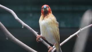 Red-headed Queleaβ 4K