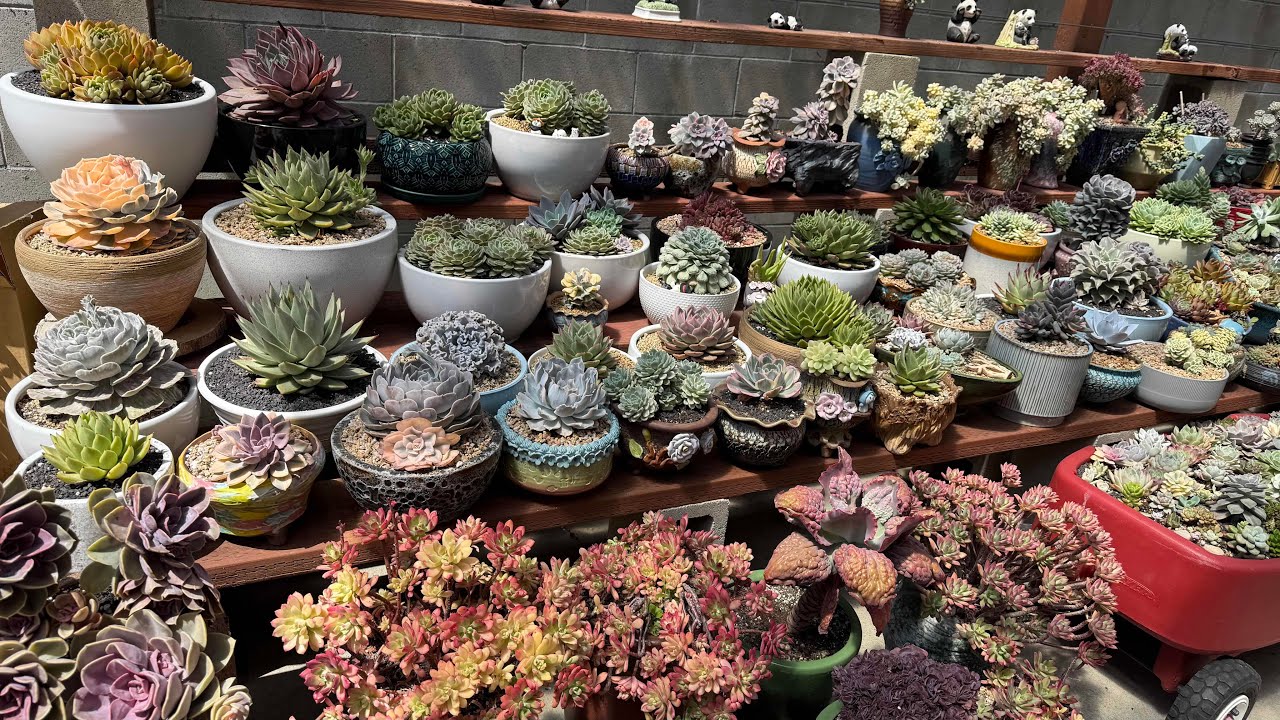 Succulent Collection #Echeveria Variegated ❤️