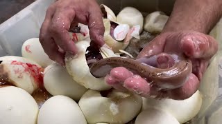 Pied Pythons Hatching