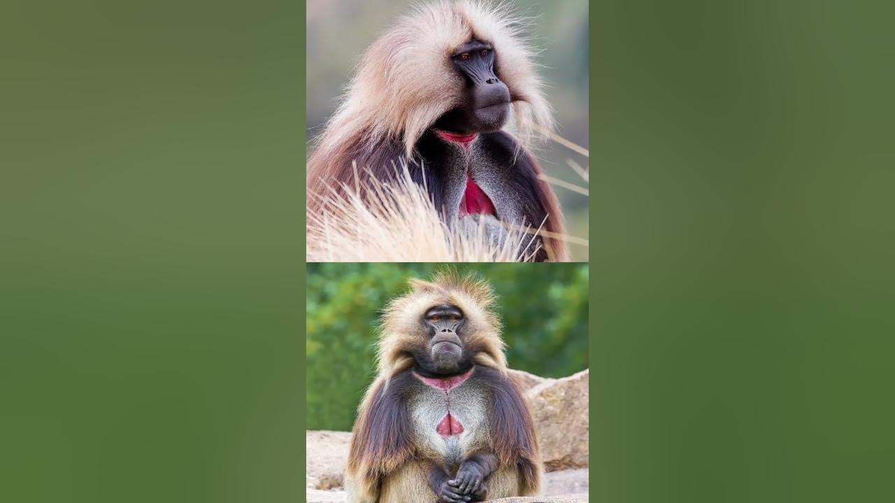 These colourful chests have meanings! shorts YouTube