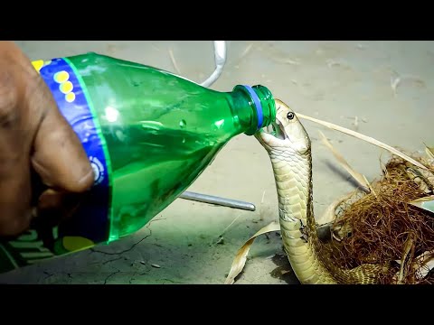 水を求めて村に現れたキングコブラ。ボトルを手渡すと、ヘビの反応に驚きを隠せない【感動】