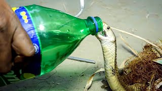 水を求めて村に現れたキングコブラ。ボトルを手渡すと、ヘビの反応に驚きを隠せない【感動】