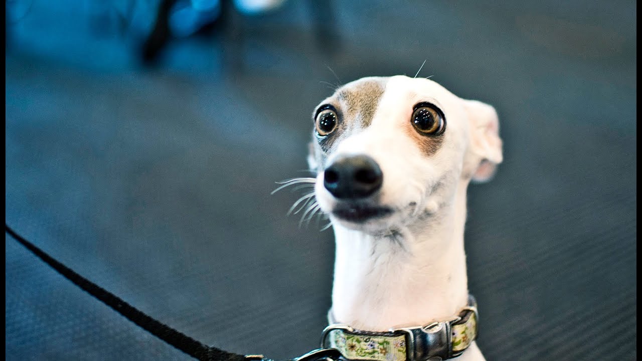 Чистка параанальных желез у собак - YouTube