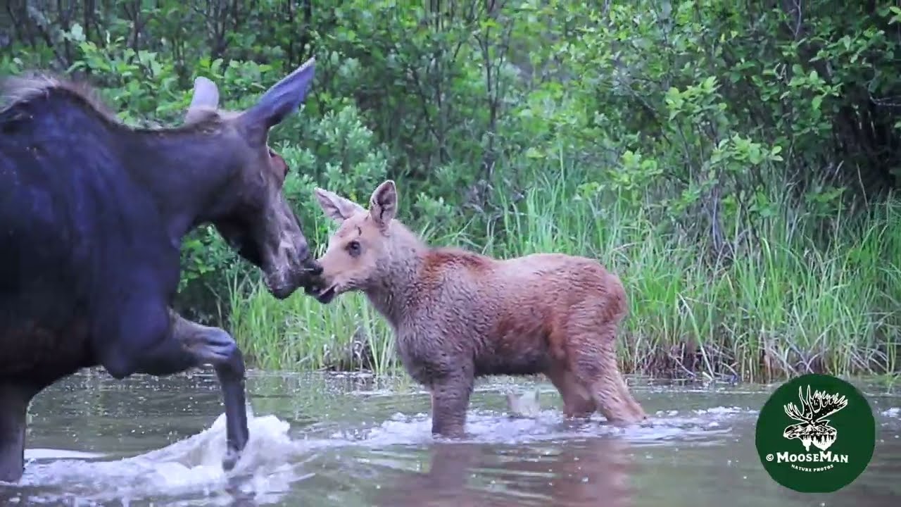 Baby moose | MooseMan Nature Photos Video