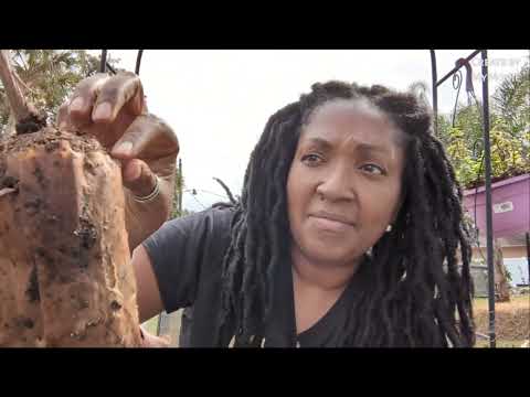 Planting grape vine from bare root