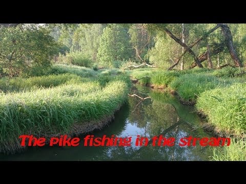 Ловля щуки в ручье/The pike fishing in the stream.