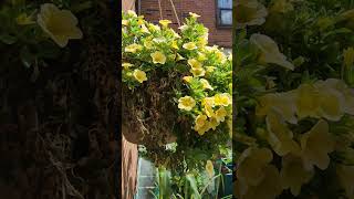 Heat Wave is Real! Bring Back Calibrachoa Million Bells to Life! #cluttercore #plants #flowers