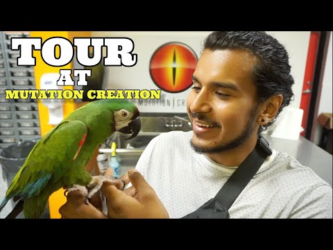 Biggest Ball Python Facility In Canada Tour! At Mutation Creation!