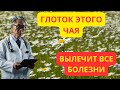 Как продлить жизнь без таблеток: проверенные чаи для пенсионеров #здоровье #долголетие