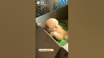 🙏🙏monkey🤥angry monkey sounds😇monkey sounds effect🥰Monkey sounds