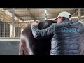 LEARN HOW TO CHECK YOUR HORSE