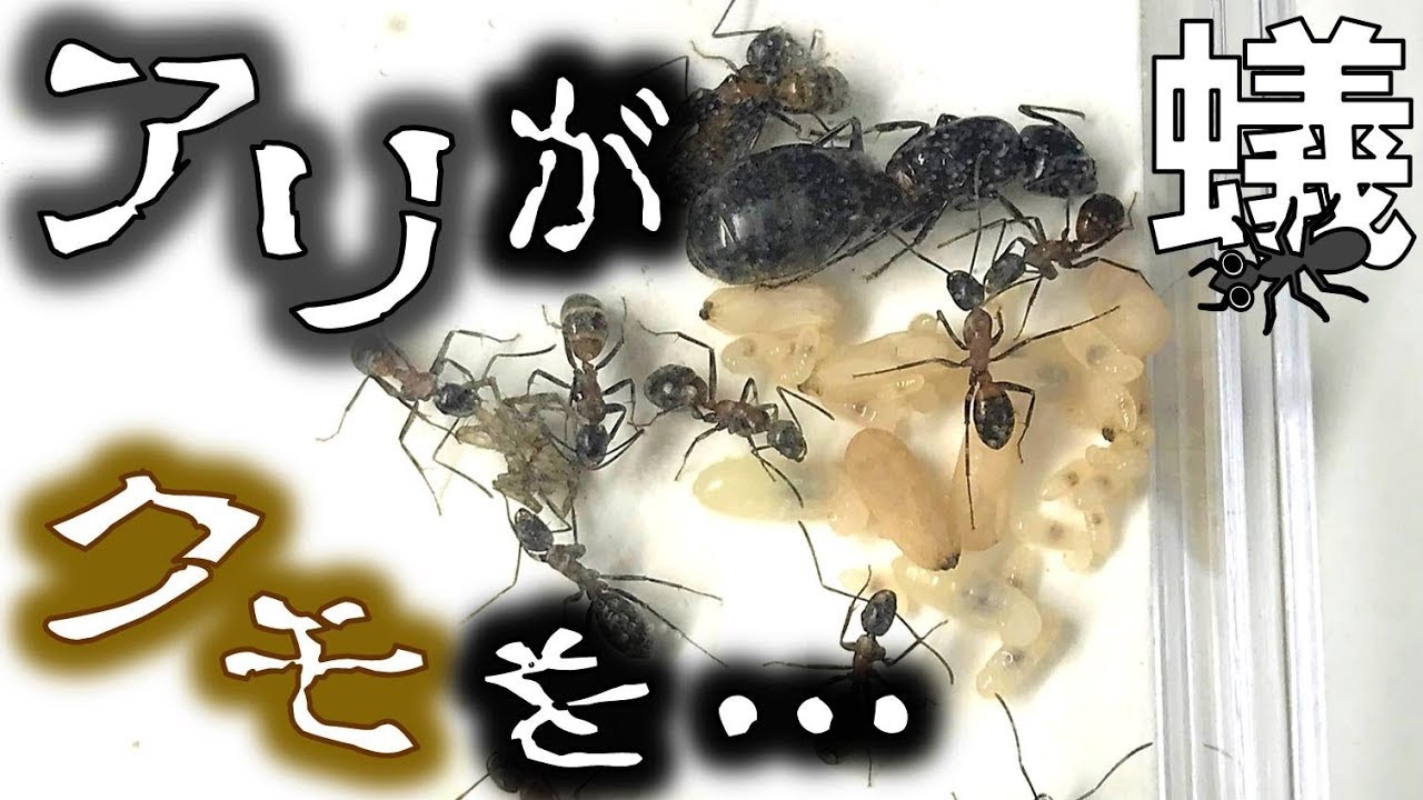 Ant Keeping: The ants do X to the spider Camponotus japonicus