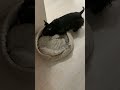 ПРОПАВШИЕ ПОЛОВЫЕ ТРЯПКИ...