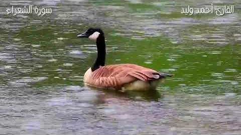 خواتيم سورة الشعراء - بصوت القارئ أحمد وليد