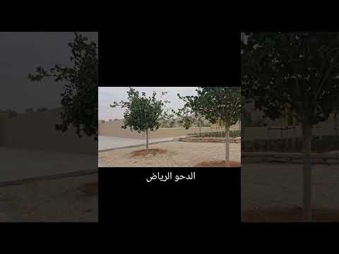 الدحو الرياض