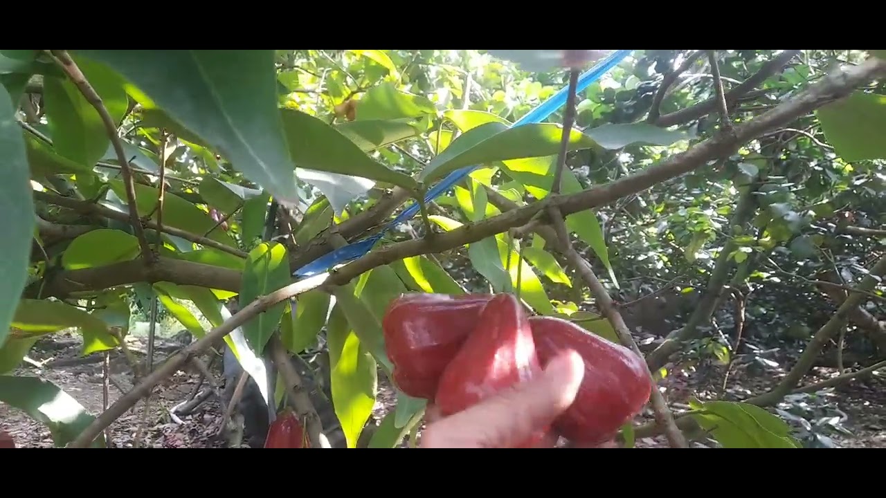 Giá mặn an phước  tại vườn 1, 1,2026