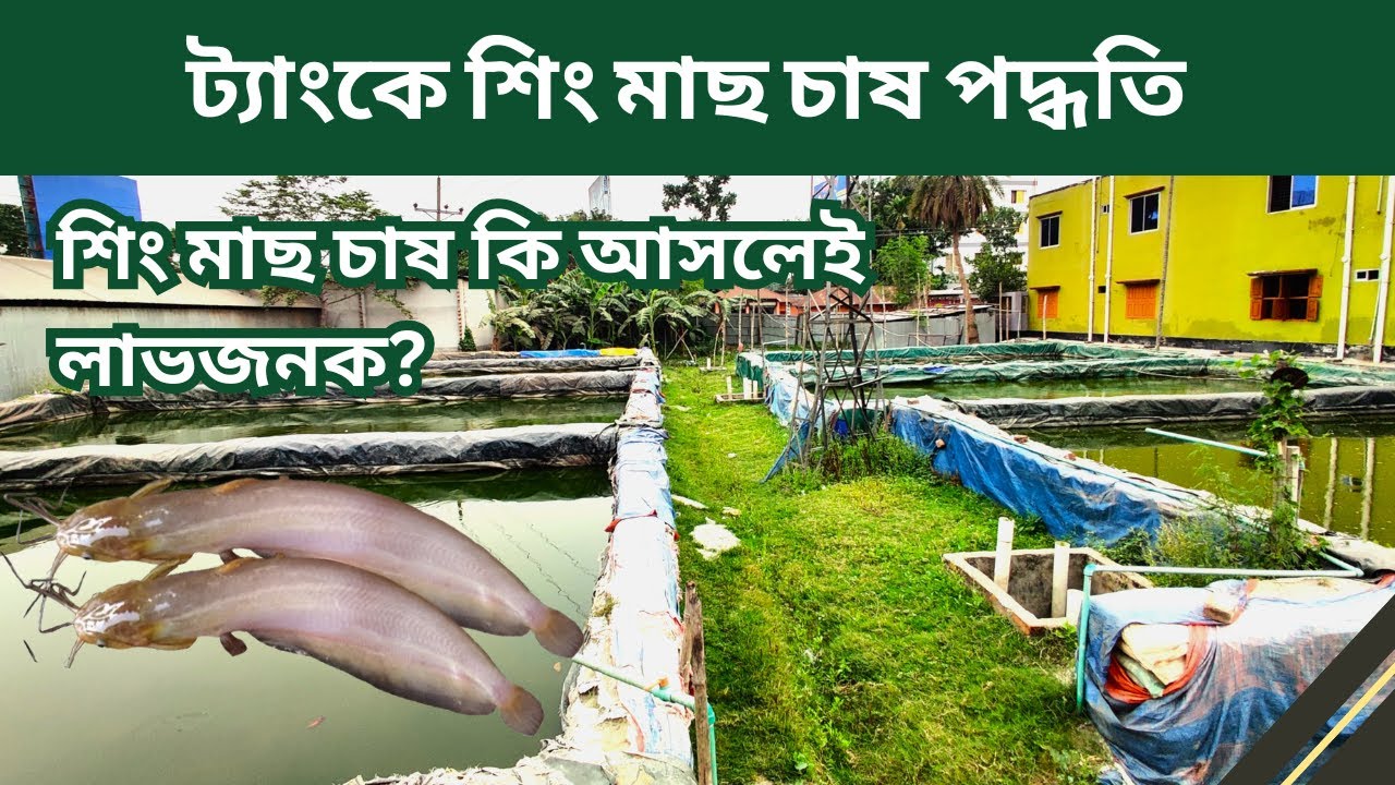 ট্যাংকে শিং মাছ চাষের সেরা পদ্ধতি শিখুন