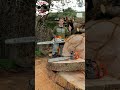 Logging A Giant Oak Butt With A Husqvarna 592xp Stihl MS 661 Logging A Giant Oak Butt With A Husqvarna 592xp Stihl MS 661