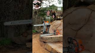 Logging a Giant Oak Butt with a Husqvarna 592xp & Stihl MS 661!