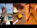 Catching Seafood 🦀🐙 ASMR Relaxing (Catch Shark , Catch Fish ,Deep Sea Monster ) - Tik Tok #178