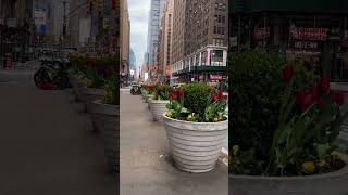 Do You Love Tulips? 🌷 See Them on NYC Streets! #TulipsInNYC #SpringInTheCity #NYCFlowers
