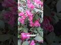 WEIGELA NANA PURPUREA #nature #greenlove #gardenplants #bunga #fleurs #ytshorts #springflowers