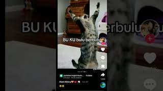 Download Lagu B U K U buluberbuuluuu #kucinglucu MP3