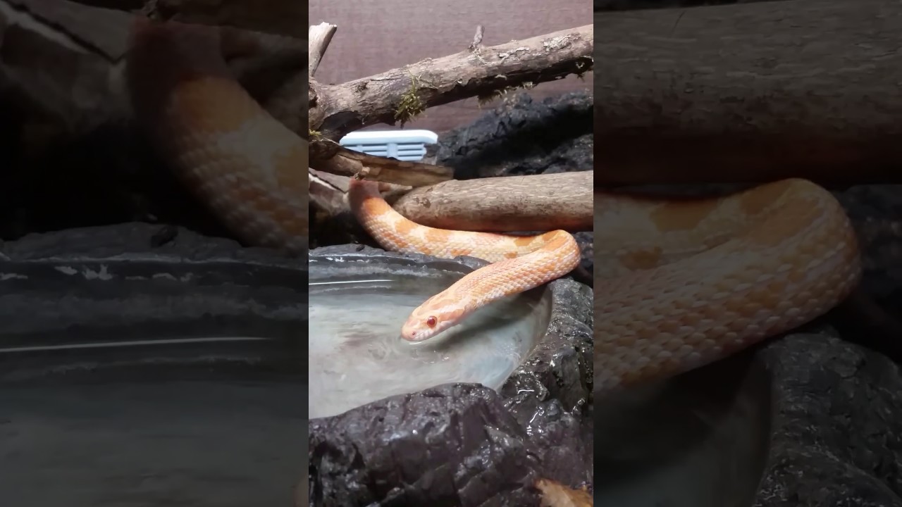 lizard skin grips Snake drinking
