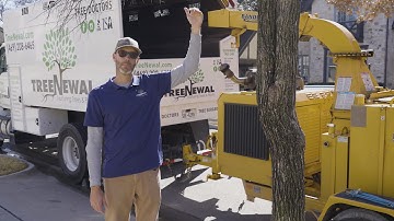 Structural Pruning Explained 🏅 Certified Arborist Tackles a Young Cedar Elm with Codominant Stems