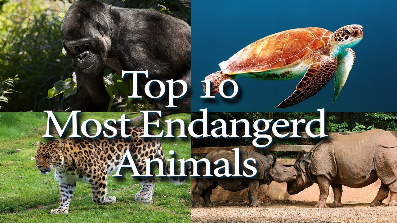 Top 10 most Endangered Animals - YouTube