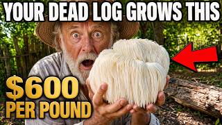 STOP Throwing Away Logs — They Grow a $600/lb Fungus (Lions mane)