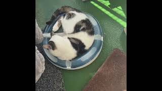 RSPCA Gonsal Farm Rehoming - Erykah
