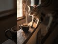 This Cat Drinks Coffee Like a CEO 😳☕ | You Won’t Believe This!#shorts