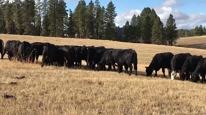 Pam Donaldson Heifers 2018