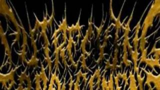 Best Slam Death Metal Riffs