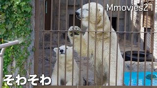 Polar Bears 隣の工事に落ち着かないホッキョクグマ
