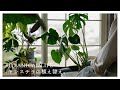 植え替えの季節がやってきた..。植物の新芽紹介|根詰まり直前のモンステラの植え替え
