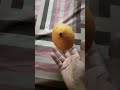 Mangosa ЁЯен Mangosa ЁЯен