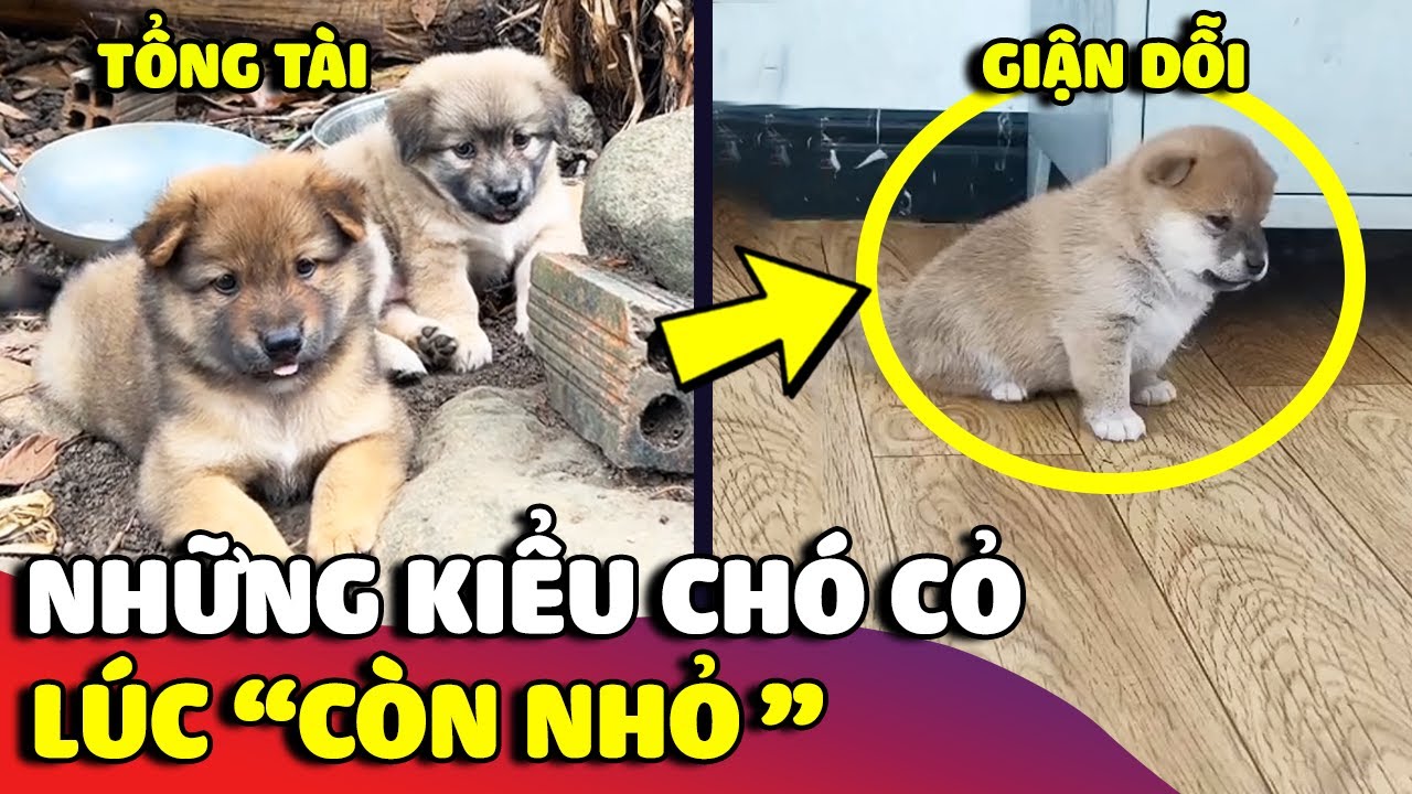 Những kiểu 'CHÓ CỎ' lúc còn nhỏ khiến ai cũng 'GỤC NGÃ' vì quá đáng yêu  😂 | Gâu Đần