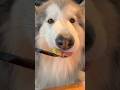 レインが食べるとこ見てて！#アラスカンマラミュート #alaskanmalamute