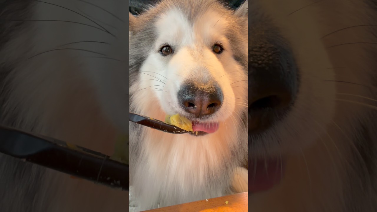 レインが食べるとこ見てて！#アラスカンマラミュート #alaskanmalamute