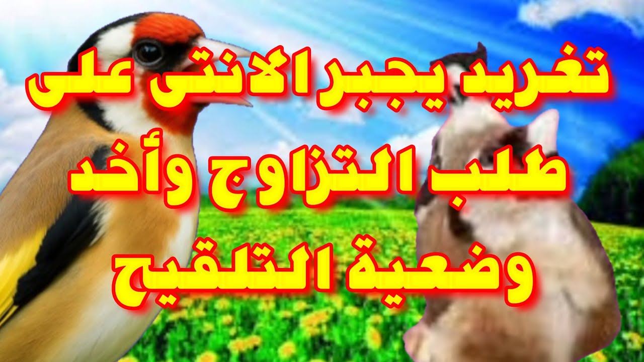 تغريد تزاوج خرافي للحسون يجبر الانتى على أخد وضعية التلقيح فوراّ