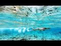阿嘉島ニシハマでシュノーケリング【沖縄ケラマ】2014年GoPro撮影
