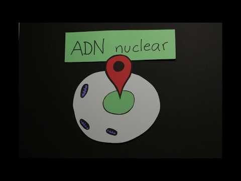 Video: ¿Cuáles son las diferencias entre el ADN mitocondrial y nuclear?