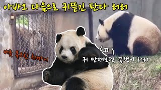 아바오 다음으로 갈색판다 치짜이한테 귀뜯긴 러러 이야기🐼웃긴 동물 영상